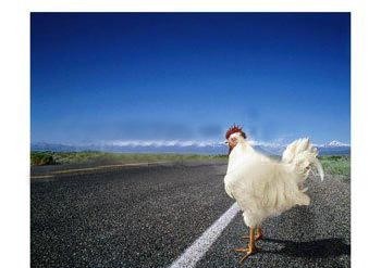 Pourquoi le poulet a-t-il traversé la route ? Réponses philosophiques